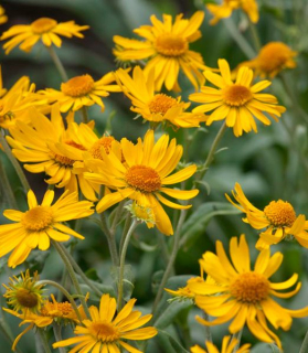 Helenium hoopesii